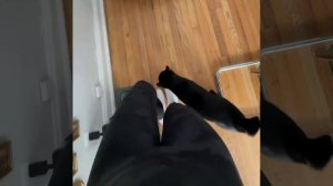 Происходит автоматический контроль от пушистого навигатора, прямо к миске с едой😎