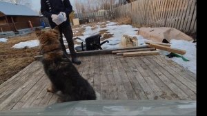 Общий курс дрессировки, трюковая дрессировка. #трюки #команда #собака #охранадома