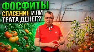 Фосфиты для томатов: ЛЕКАРСТВО от гнилей и фитофторы. Секрет коротких междоузлий!