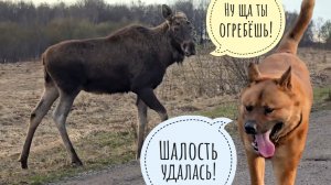 Лось чуть не сожрал нас с Псом Кубиком! Лось облизывается и прижимает уши? Вам звездец!