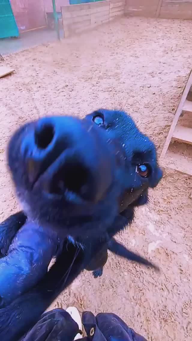 Элька – XS, Калинка в Малинках... Запоминаем новеньких! ❥ Приют в Малинках #приютдляживотных #собаки