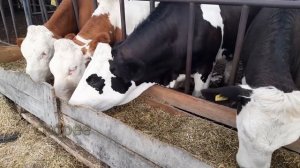 Соседи были очень удивлены, когда увидели что она…