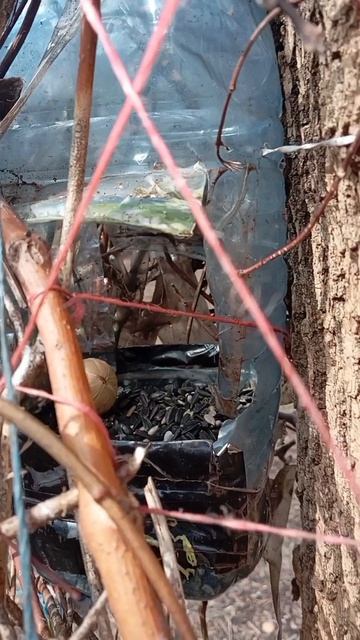 12.04.26. несу корм и воду в ближние и дальние кормушки для синиц, воробьев и белочек