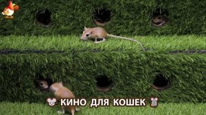 Видео для кошек про крысок развлекать питомцев 🐭🐀😂 (498)