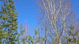 3304.mp4Весенний лес.