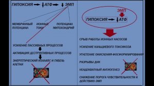 Уникальная энергетика организма.