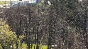 Пасха 2026, вид моря около Андреевского Собора Геленджика.mp4