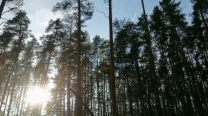 Мы из леса полетим прямо в космос