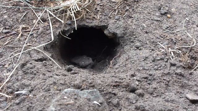 Слепыш в норке у дороги