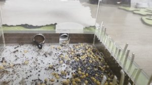 Жизнь муравьёв. 20 серия.