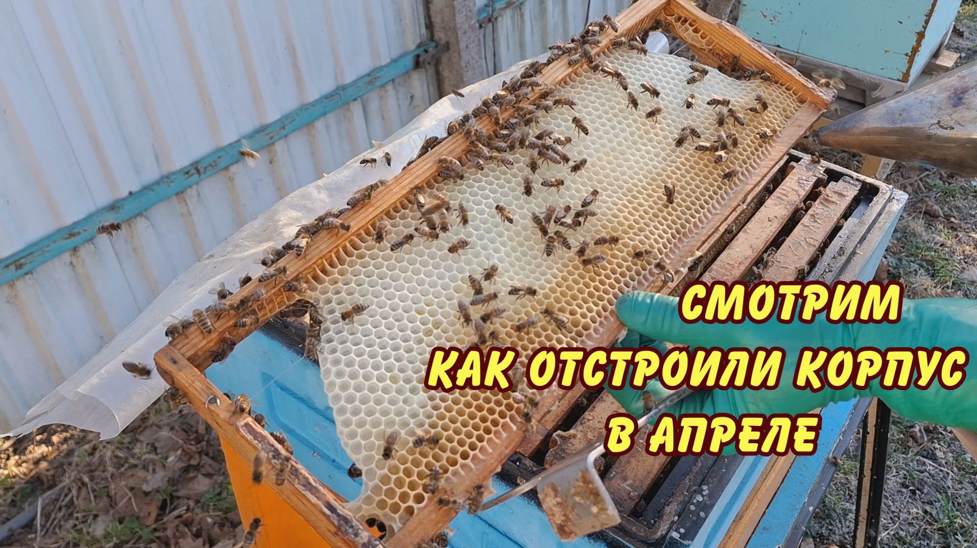 пчеловодство, смотрик как отстроили корпус в апреле