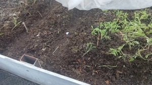 12 апреля 2026 г.На даче посеяла капусту и цветы