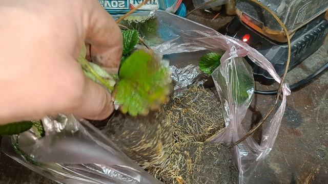 Продажа клубники в Донецке, рассада ремонтантные сортов