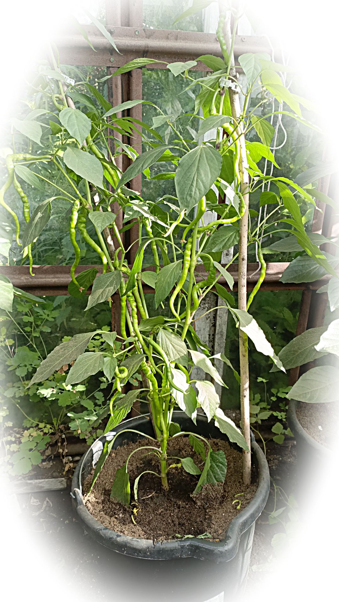 Острый перец Kil biber-выращивание  ведре 20л 2025г