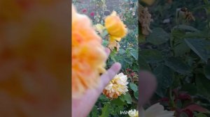 Розы любимочки.