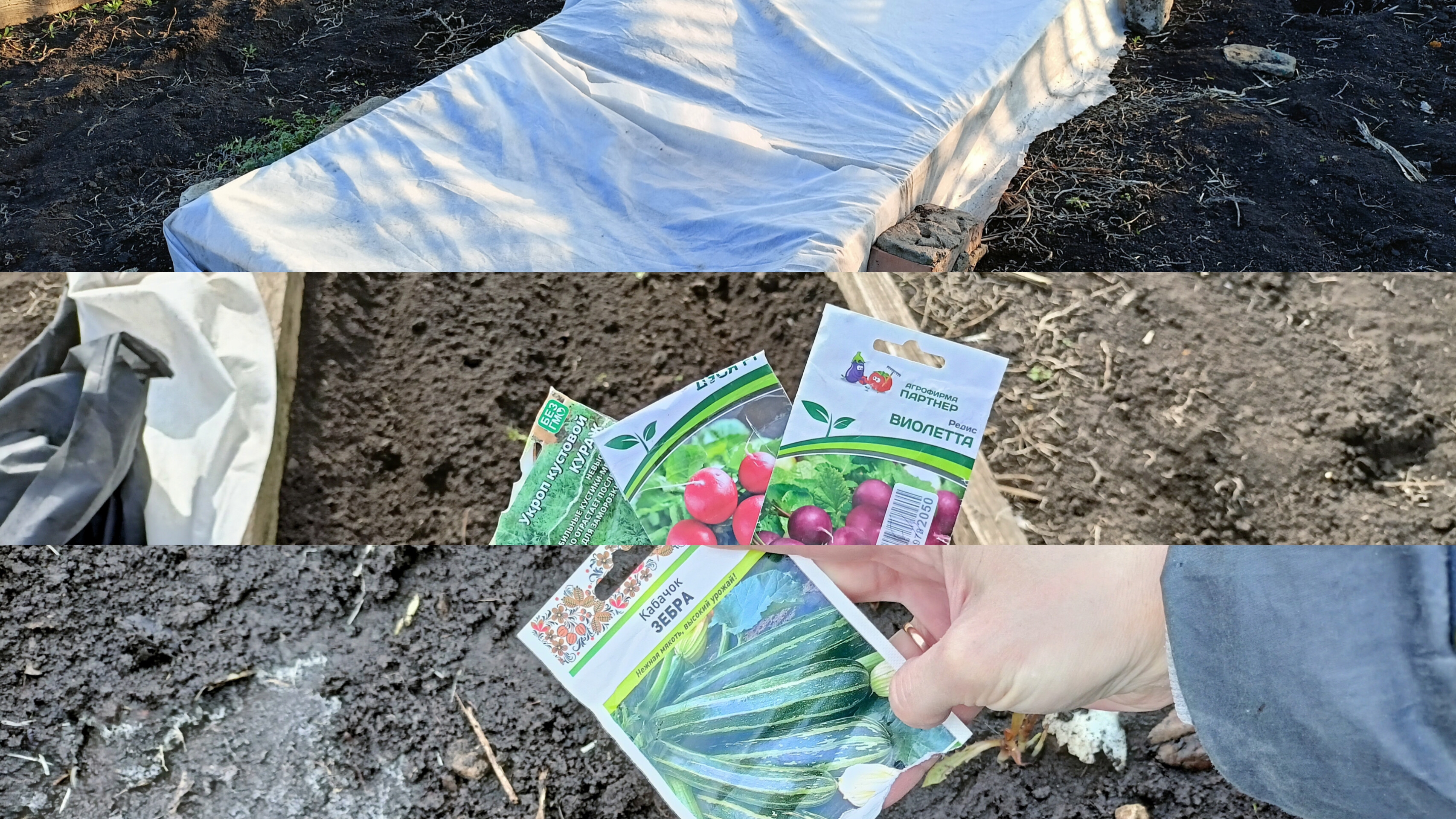 Начала сезон посадки. укроп, редис, кабачок.