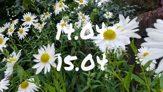 Лунный Календарь Комнатного цветовода с13.04-19.04.26г.