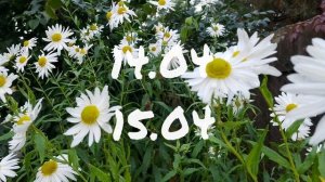 Лунный Календарь Комнатного цветовода с13.04-19.04.26г.