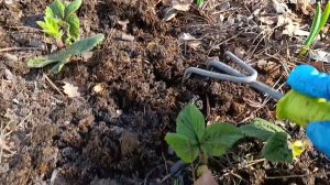 🍓 КЛУБНИКА 🍓 Весенняя обработка.🍓 Крупная ягода 😋