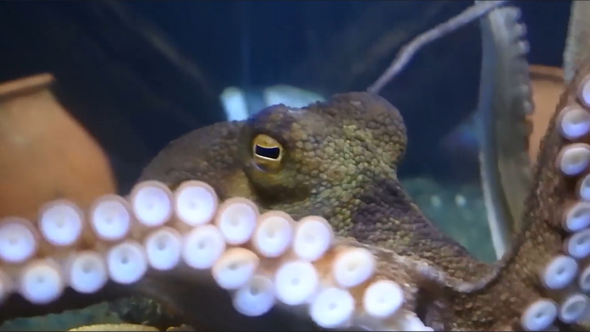 Биология осьминога