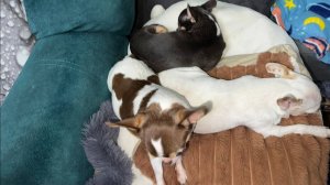 Всем спокойной ночи и самых добрых снов!