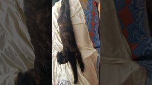 Фильм 195 Тушёнка за 99руб.И она не дурна!
#чёбсожрать #еда