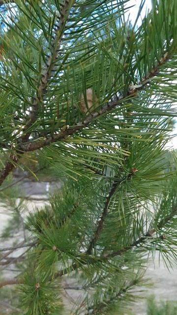 Пение птиц #весна #природа #пениептиц