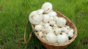 По грибы 11 апреля 2026 года. Разногрибье, но со своей жемчужиной.