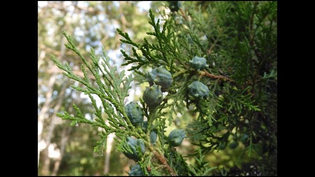 АНАПА В ЦВЕТЕ