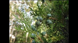 АНАПА В ЦВЕТЕ