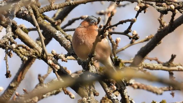 Голоса птиц, зяблик поёт, певчие птицы в Великом Новгороде, 12 апреля 2026