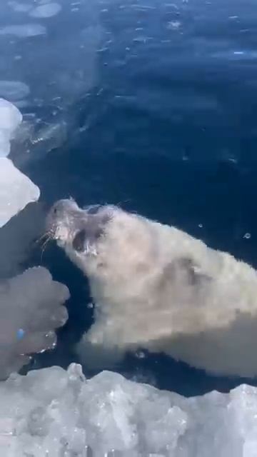 БАЙКАЛЬСКОЕ ЧУДО! НЕОЖИДАННАЯ ВСТРЕЧА!