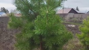 Мои хвойные растения, барбарисы, бересклеты после зимы.