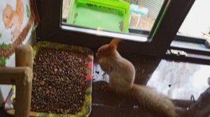 уборка зоопарка