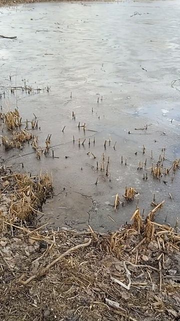 Охота на ондатр открыта