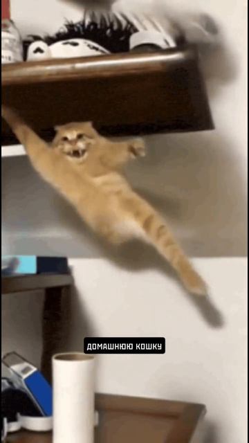 Юрий Куклачев #история #хочуфакты #юмор #этотдень #кино #искусство #top #факты #historicalfacts