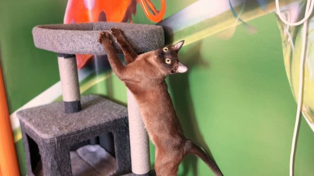 Мэрис Багси