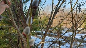 Весенняя прогулка , распустилась верба, 4 апреля 2026