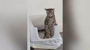 Самая смешная подборка тиктоков. Приколы юмор посмеяться