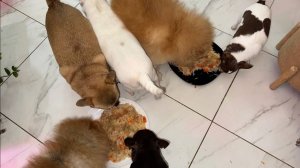 Хвостикам пришло время подкрепиться.