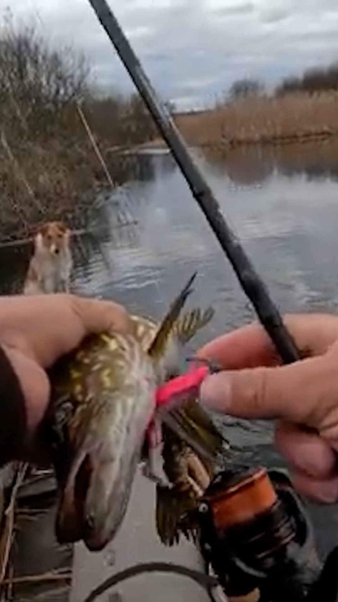 Ловлю Щуку под Дождём