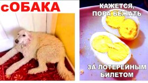 Лютые мемы. Это сОБАКА