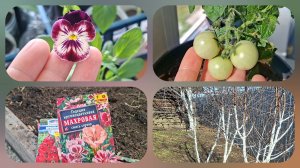 Рассада на даче радует. Первые всходы в теплице и новые посевы. Побелила деревья