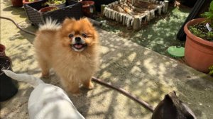 Утренняя прогулка с малышами, погода радует и малыши довольные.