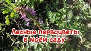 Лесные первоцветы в моём саду, первая весенняя красота