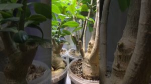 Небольшой обзор растений. 12 апреля 2026 г.