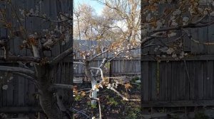 Черешня формировка пергола зацвела