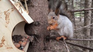 Две белки в кормушках грызут кедровые орешки
