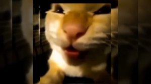 Эдит про котов