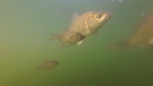 Комление рыб